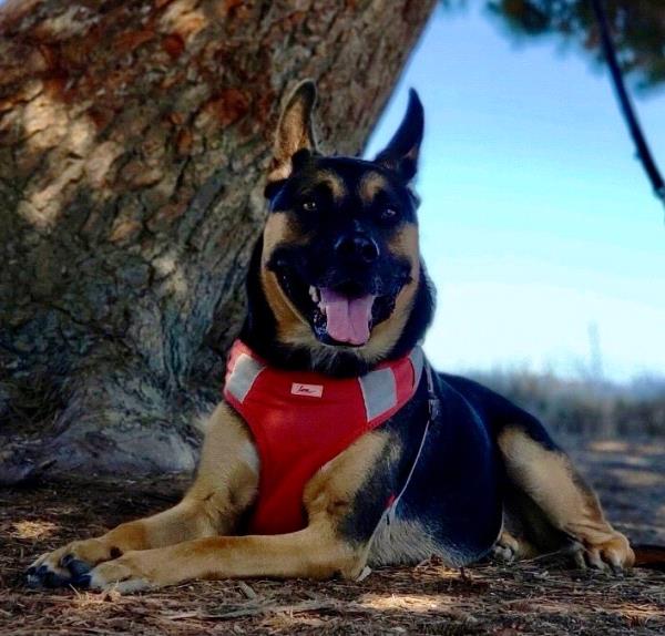 /Images/uploads/Friends of Seal Beach Animal Care Center/2022sbacc/entries/20670thumb.jpg